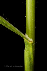 Immagine 7 di 7 - Bromopsis erecta (Huds.) Fourr.