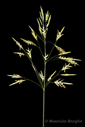 Immagine 1 di 9 - Bromopsis inermis (Leyss.) Holub