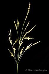 Immagine 2 di 9 - Bromopsis inermis (Leyss.) Holub