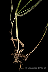 Immagine 9 di 9 - Bromopsis inermis (Leyss.) Holub