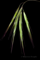 Immagine 3 di 3 - Anisantha tectorum (L.) Nevski
