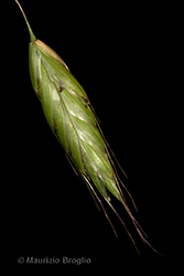 Immagine 4 di 6 - Bromus squarrosus L.