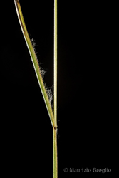Immagine 5 di 6 - Bromus squarrosus L.