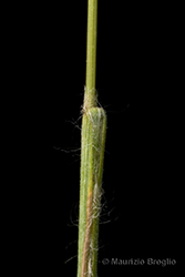 Immagine 6 di 6 - Bromus squarrosus L.