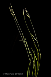 Immagine 1 di 7 - Brachypodium sylvaticum (Huds.) P. Beauv.