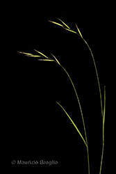 Immagine 2 di 7 - Brachypodium sylvaticum (Huds.) P. Beauv.