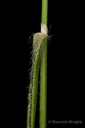 Immagine 5 di 7 - Brachypodium sylvaticum (Huds.) P. Beauv.