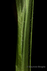 Immagine 6 di 7 - Brachypodium sylvaticum (Huds.) P. Beauv.