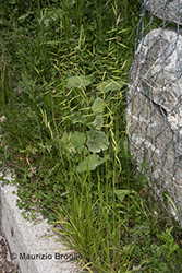 Immagine 1 di 12 - Brachypodium rupestre (Host) Roem. & Schult.
