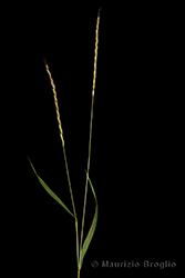Immagine 1 di 7 - Elymus caninus (L.) L.