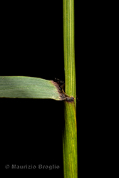 Immagine 4 di 7 - Elymus caninus (L.) L.