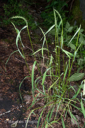 Immagine 5 di 7 - Elymus caninus (L.) L.