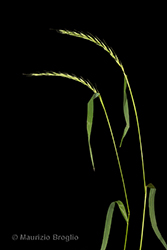 Immagine 6 di 7 - Elymus caninus (L.) L.