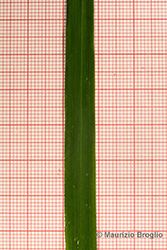 Immagine 7 di 7 - Elymus caninus (L.) L.