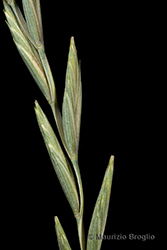 Immagine 9 di 9 - Elymus repens (L.) Gould