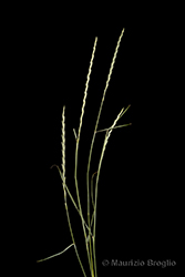 Immagine 1 di 8 - Elymus hispidus (Opiz) Melderis