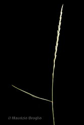 Immagine 2 di 8 - Elymus hispidus (Opiz) Melderis