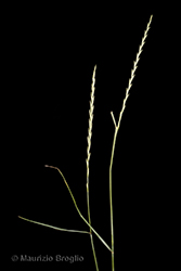 Immagine 3 di 8 - Elymus hispidus (Opiz) Melderis