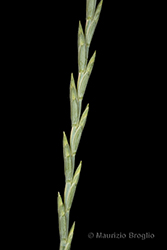 Immagine 4 di 8 - Elymus hispidus (Opiz) Melderis