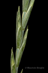 Immagine 5 di 8 - Elymus hispidus (Opiz) Melderis