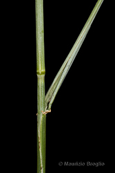 Immagine 6 di 8 - Elymus hispidus (Opiz) Melderis