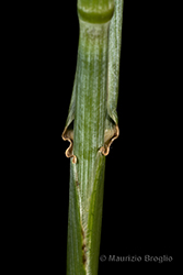 Immagine 7 di 8 - Elymus hispidus (Opiz) Melderis