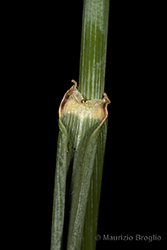 Immagine 8 di 8 - Elymus hispidus (Opiz) Melderis