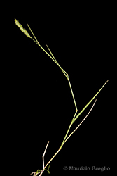 Immagine 1 di 5 - Agropyron desertorum (Fisch. ex Link) Schult.