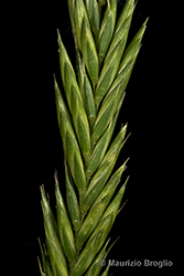 Immagine 4 di 5 - Agropyron desertorum (Fisch. ex Link) Schult.