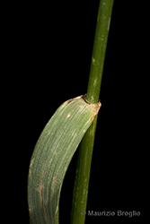 Immagine 5 di 5 - Agropyron desertorum (Fisch. ex Link) Schult.