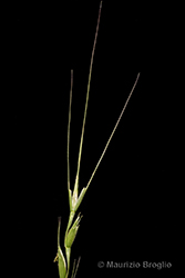 Immagine 4 di 5 - Triticum cylindricum (Host) Ces., Pass. & Gibelli