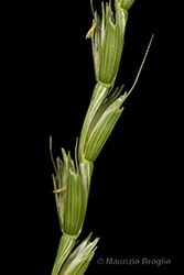 Immagine 5 di 5 - Triticum cylindricum (Host) Ces., Pass. & Gibelli