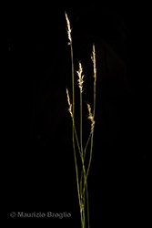Immagine 1 di 8 - Avenula pubescens (Huds.) Dumort.