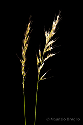 Immagine 2 di 8 - Avenula pubescens (Huds.) Dumort.