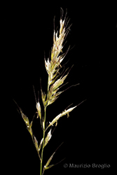 Immagine 3 di 8 - Avenula pubescens (Huds.) Dumort.