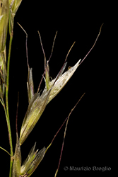 Immagine 5 di 8 - Avenula pubescens (Huds.) Dumort.