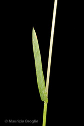 Immagine 6 di 8 - Avenula pubescens (Huds.) Dumort.