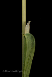 Immagine 7 di 8 - Avenula pubescens (Huds.) Dumort.