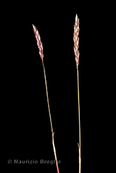 Immagine 2 di 5 - Koeleria cenisia Reut. ex E. Rev.