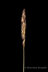 Immagine 3 di 5 - Koeleria cenisia Reut. ex E. Rev.