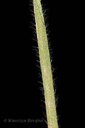 Immagine 8 di 11 - Koeleria pyramidata (Lam.) P. Beauv.