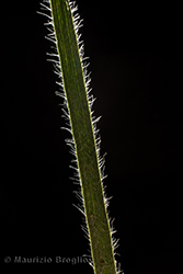 Immagine 9 di 11 - Koeleria pyramidata (Lam.) P. Beauv.