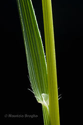 Immagine 10 di 11 - Koeleria pyramidata (Lam.) P. Beauv.