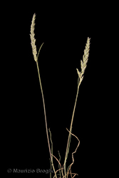 Immagine 1 di 4 - Koeleria macrantha (Ledeb.) Schult.