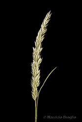 Immagine 2 di 4 - Koeleria macrantha (Ledeb.) Schult.