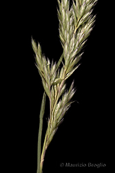Immagine 3 di 4 - Koeleria macrantha (Ledeb.) Schult.