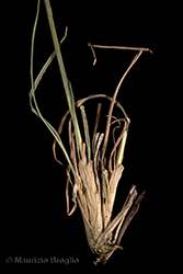 Immagine 4 di 4 - Koeleria macrantha (Ledeb.) Schult.