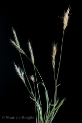 Immagine 2 di 4 - Trisetaria loeflingiana (L.) Paunero