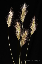 Immagine 3 di 4 - Trisetaria loeflingiana (L.) Paunero