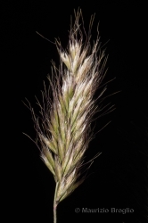 Immagine 4 di 4 - Trisetaria loeflingiana (L.) Paunero